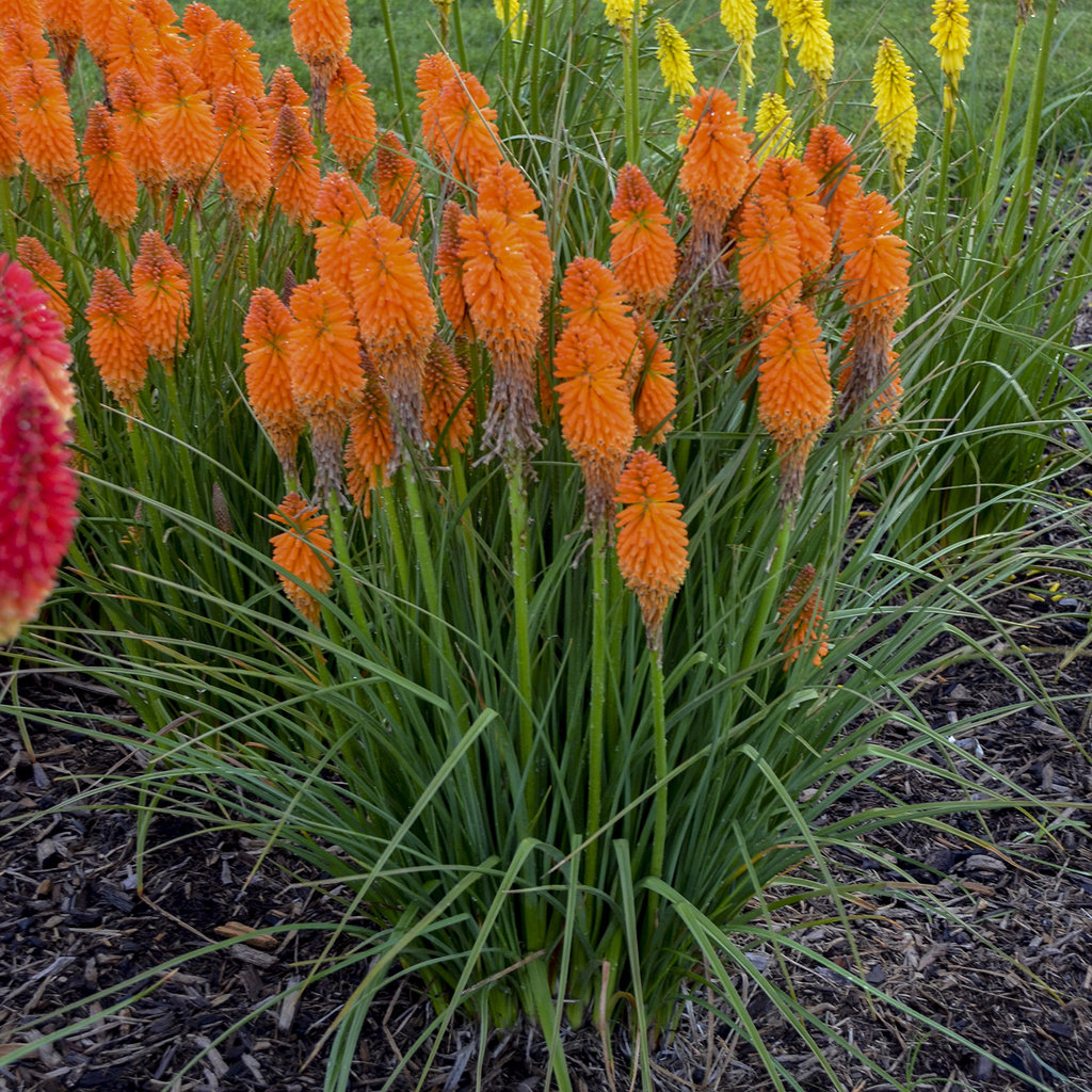 5797  Kniphofia  Orange Blaze (PBR)  I  Svenskt namn  :Rabattfackellilja  I  Krukstorlek   : SQ1  I  Förväntad Höjd  :  70 cm  I  Blomningstid :  juli-sept - 3