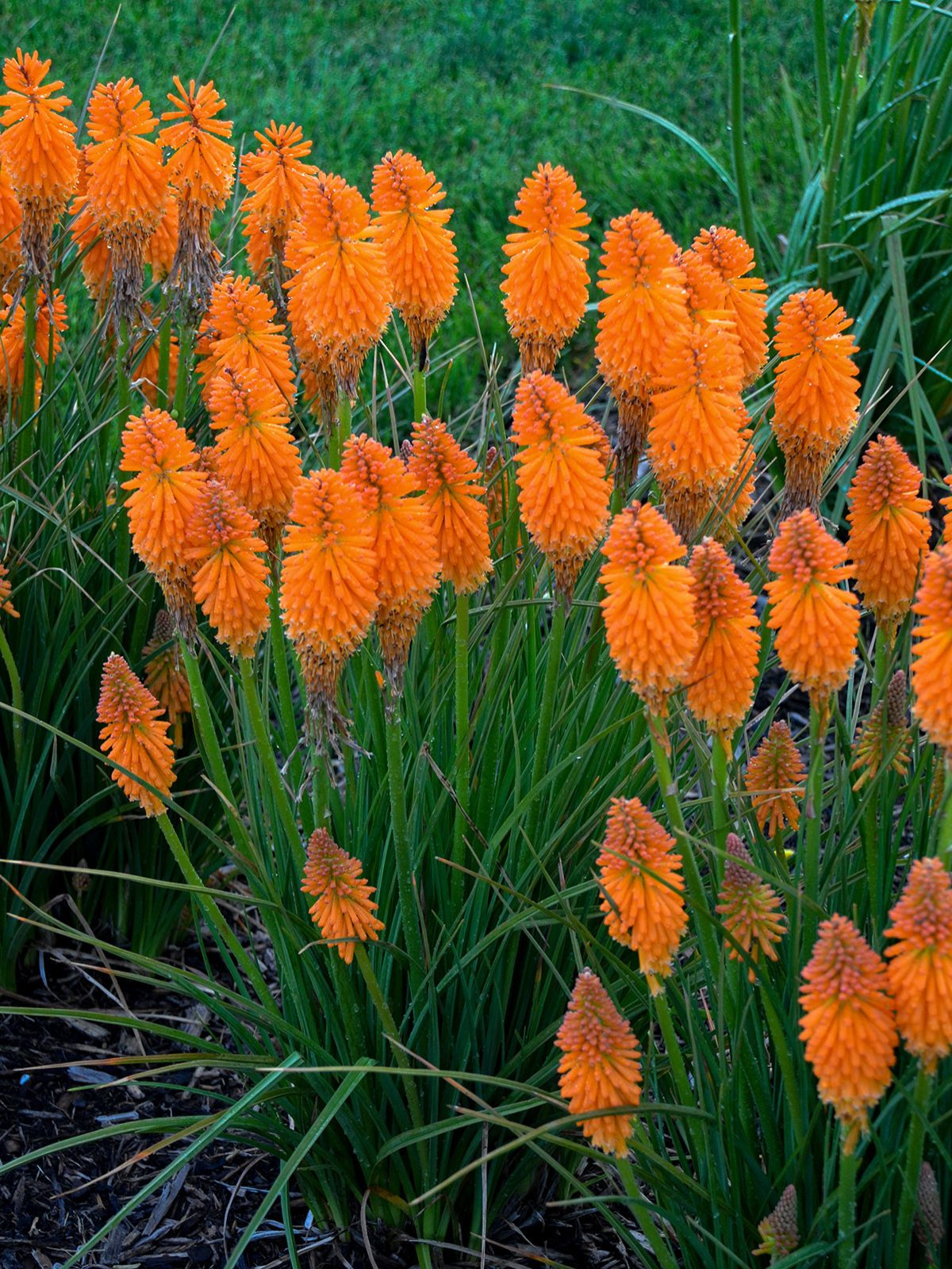 5797  Kniphofia  Orange Blaze (PBR)  I  Svenskt namn  :Rabattfackellilja  I  Krukstorlek   : SQ1  I  Förväntad Höjd  :  70 cm  I  Blomningstid :  juli-sept - 2