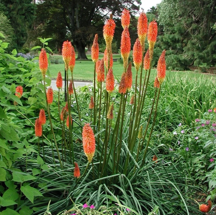 5785  Kniphofia praecox  I  Svenskt namn  :Tidig fackellilja  I  Krukstorlek   : SQ1  I  Förväntad Höjd  :  90 cm  I  Blomningstid :  juli-aug