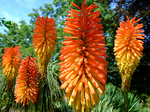 5785  Kniphofia praecox  I  Svenskt namn  :Tidig fackellilja  I  Krukstorlek   : SQ1  I  Förväntad Höjd  :  90 cm  I  Blomningstid :  juli-aug - 3