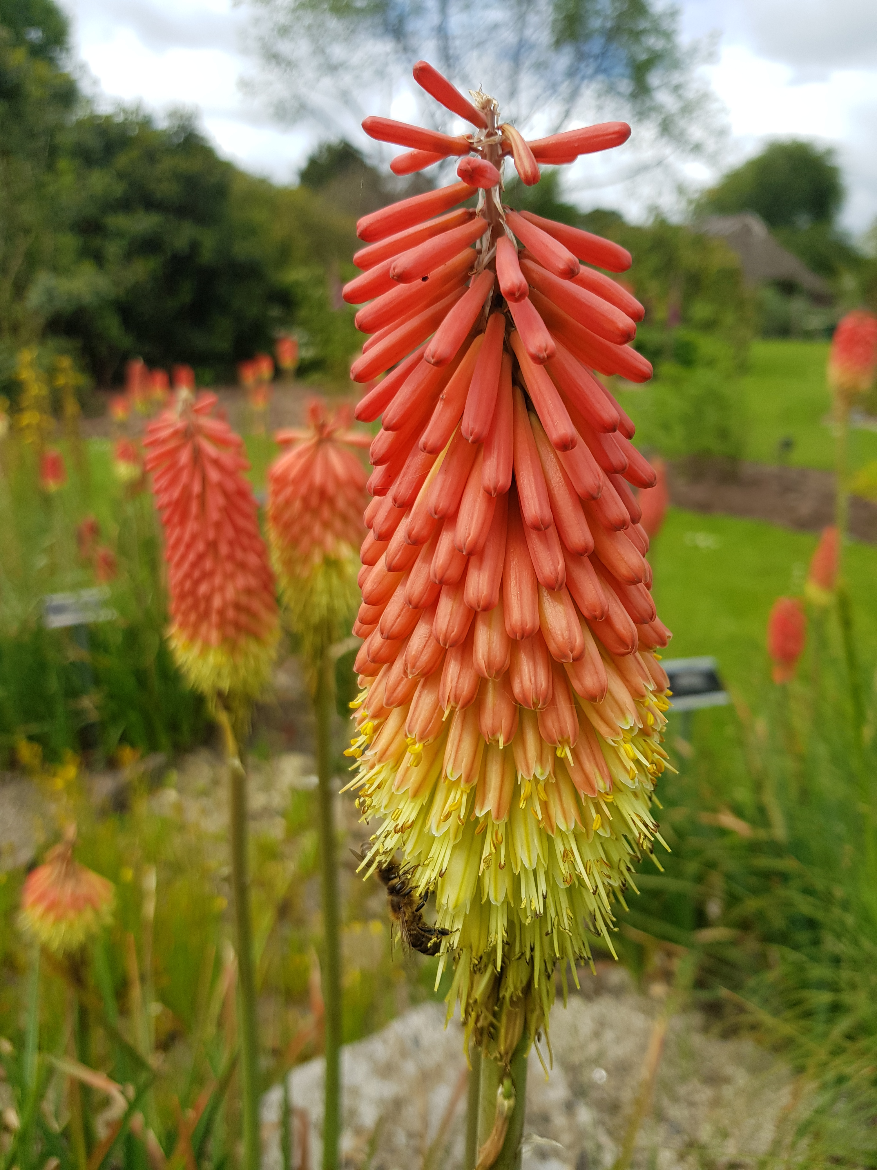 5785  Kniphofia praecox  I  Svenskt namn  :Tidig fackellilja  I  Krukstorlek   : SQ1  I  Förväntad Höjd  :  90 cm  I  Blomningstid :  juli-aug - 2