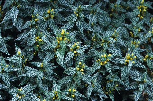 5801  Lamium galeobdolon  Hermans Pride  I  Svenskt namn  :Gulplister  I  Krukstorlek   : 11c  I  Förväntad Höjd  :  25 cm  I  Blomningstid :  maj-juni - 2