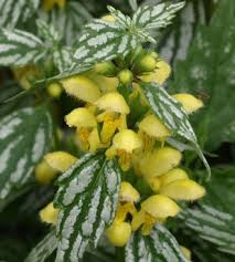 5801  Lamium galeobdolon  Hermans Pride  I  Svenskt namn  :Gulplister  I  Krukstorlek   : 11c  I  Förväntad Höjd  :  25 cm  I  Blomningstid :  maj-juni - 3
