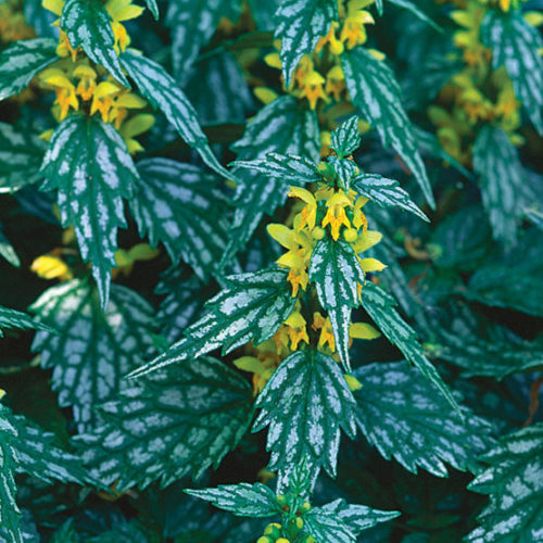 5801  Lamium galeobdolon  Hermans Pride  I  Svenskt namn  :Gulplister  I  Krukstorlek   : 11c  I  Förväntad Höjd  :  25 cm  I  Blomningstid :  maj-juni