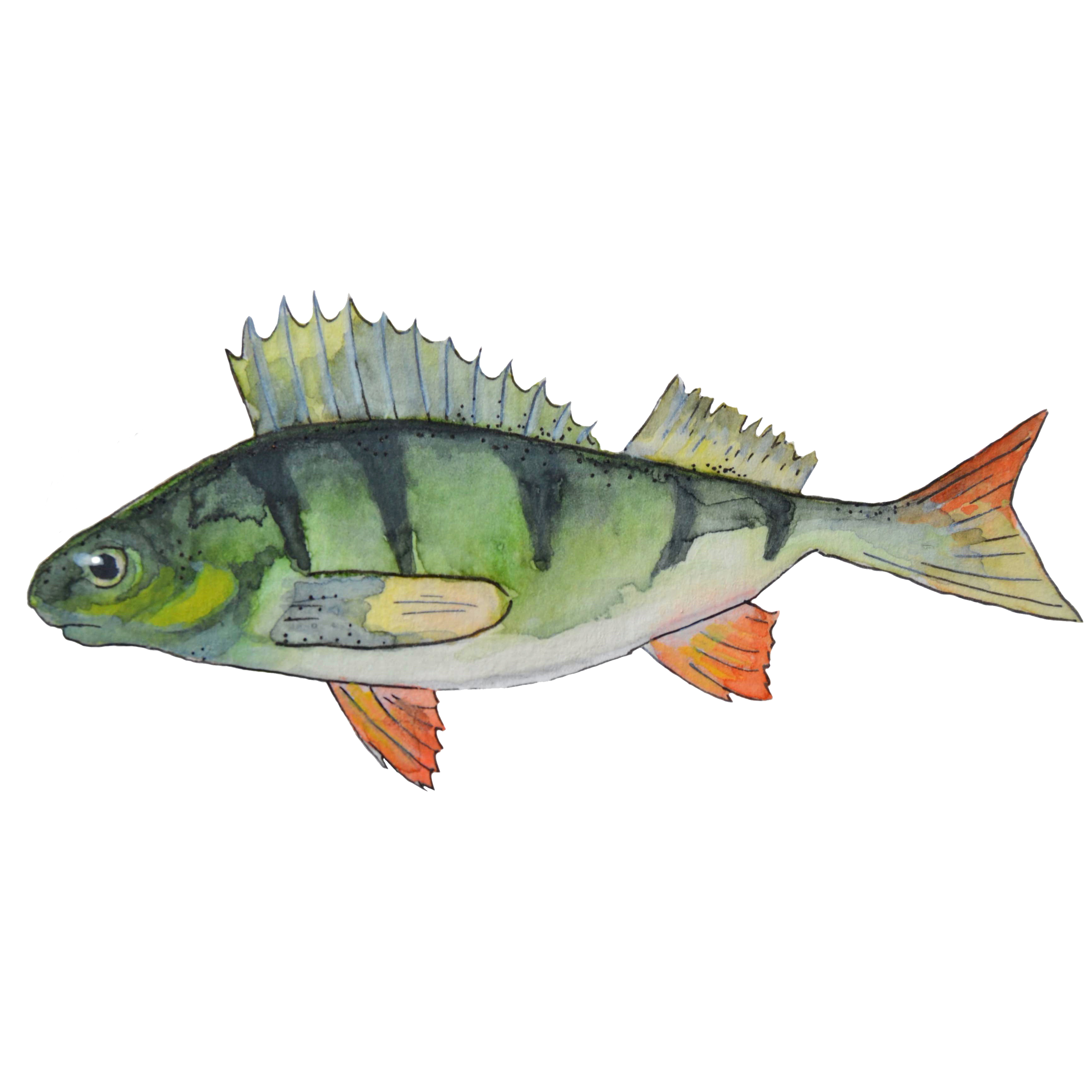 Snuttefilt abborre - 2