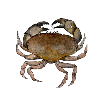 Snuttefilt krabba