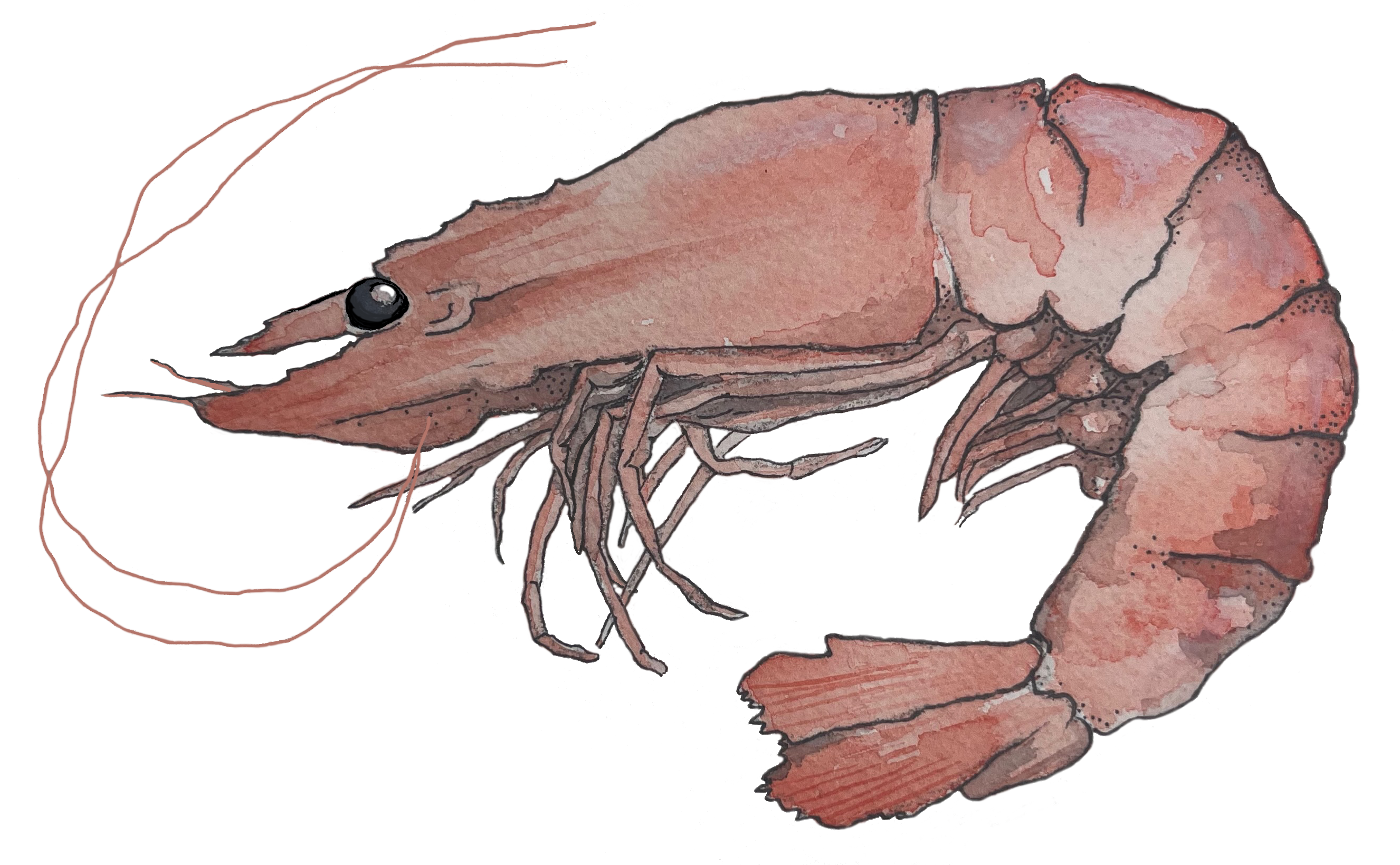 Snuttefilt räka - 2