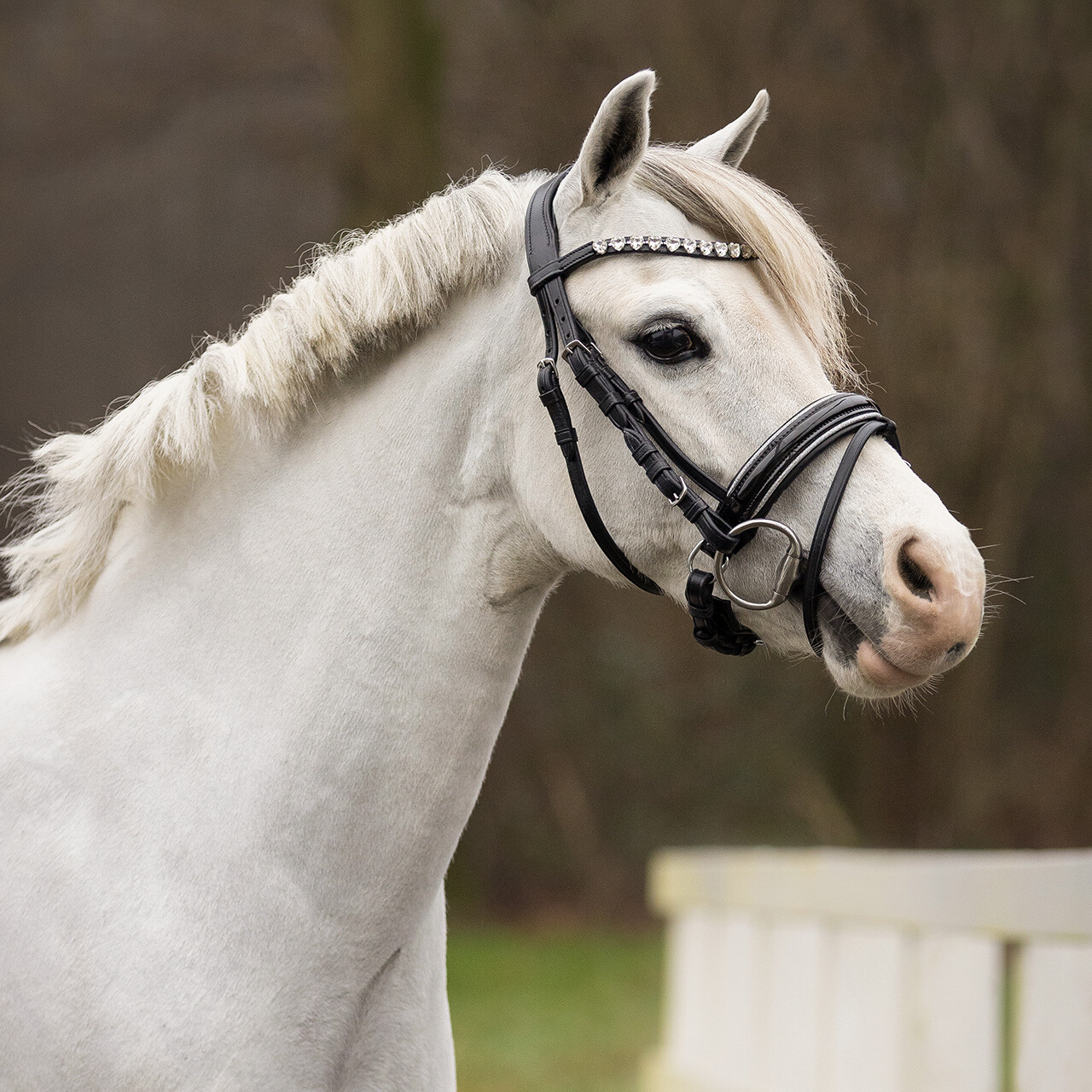 Träns Bixie - Hjärtstrass silver - 4