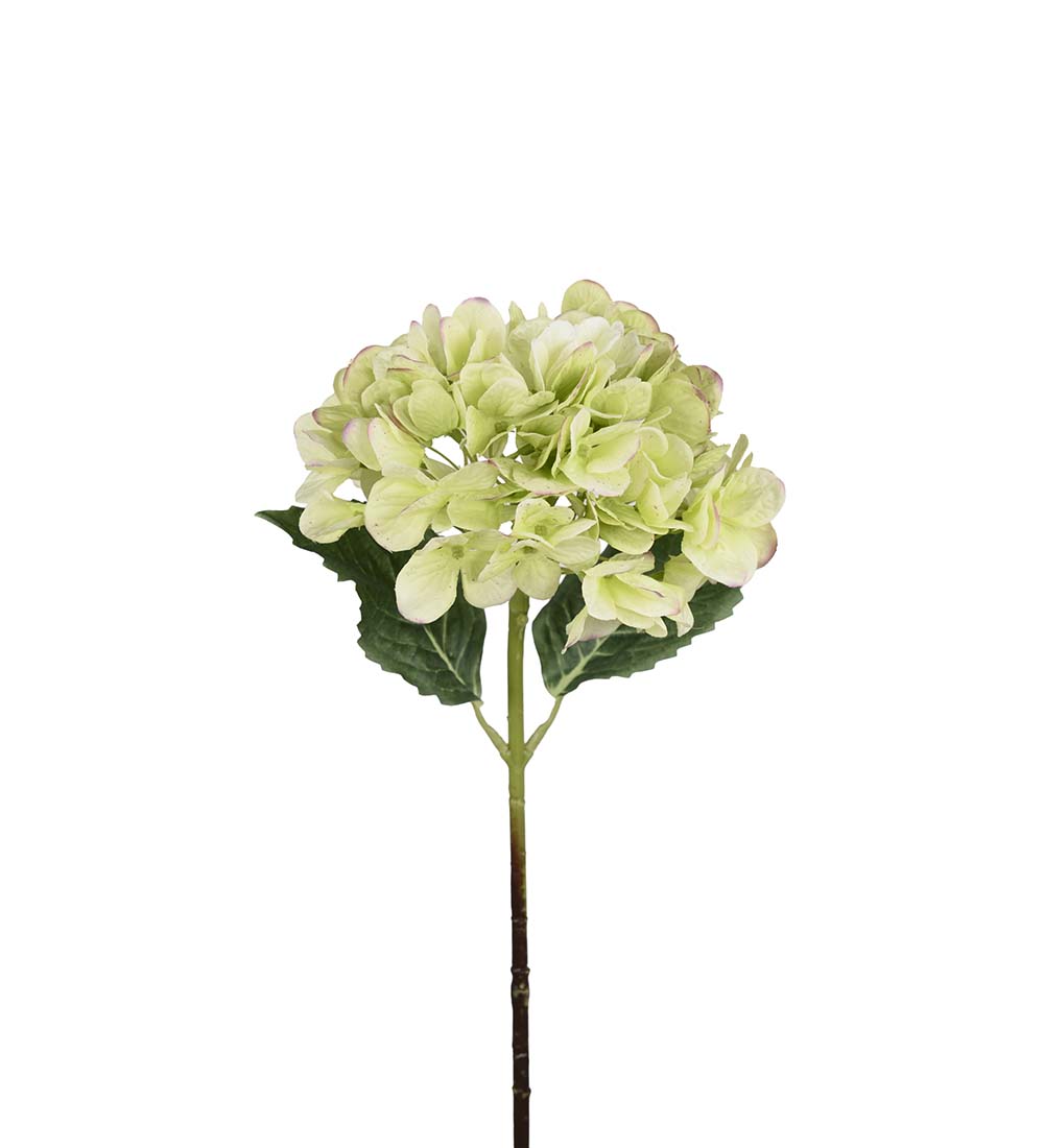 Hortensia / Lime / 48cm