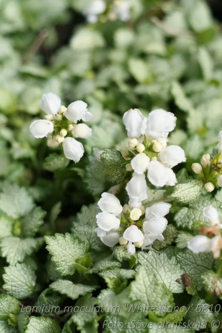 5810  Lamium maculatum  White Nancy  I  Svenskt namn  :Rosenplister  I  Krukstorlek   : 11c  I  Förväntad Höjd  :  15 cm  I  Blomningstid :  maj-juni - 3
