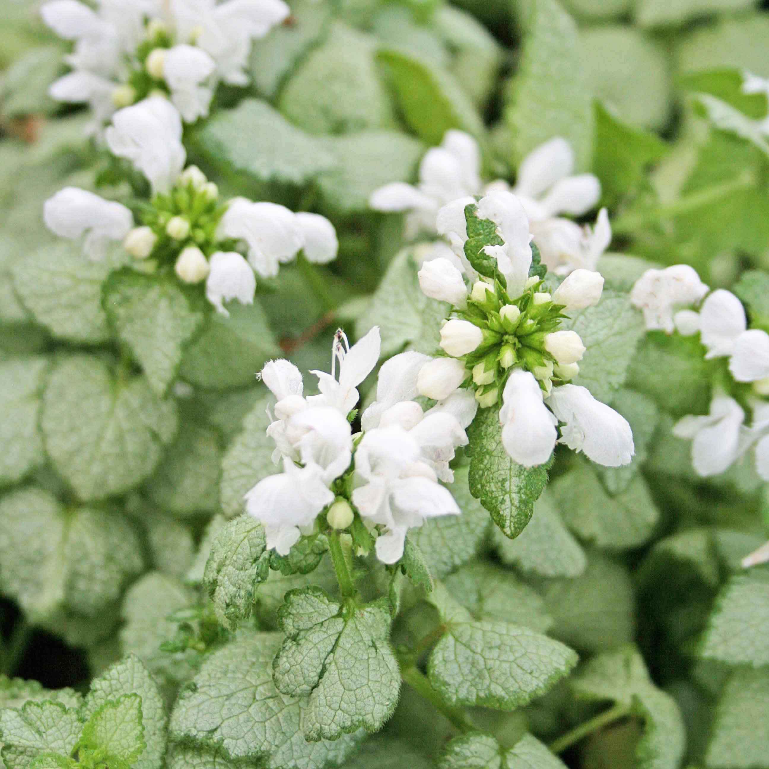 5810  Lamium maculatum  White Nancy  I  Svenskt namn  :Rosenplister  I  Krukstorlek   : 11c  I  Förväntad Höjd  :  15 cm  I  Blomningstid :  maj-juni - 2