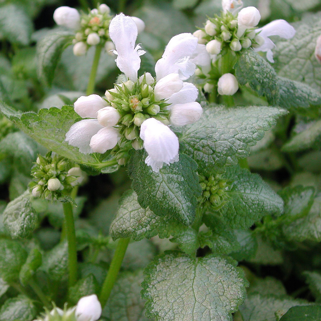 5810  Lamium maculatum  White Nancy  I  Svenskt namn  :Rosenplister  I  Krukstorlek   : 11c  I  Förväntad Höjd  :  15 cm  I  Blomningstid :  maj-juni