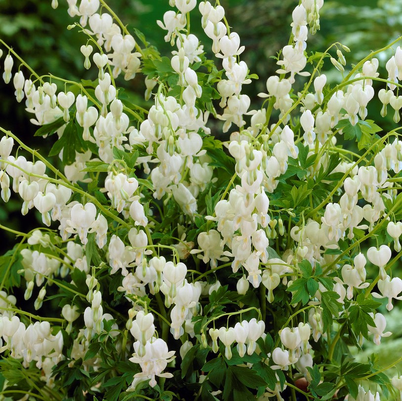 4310  Lamprocapnos spectabilis Alba  I  Svenskt namn  :Löjtnantshjärta  I  Krukstorlek   : SQ2  I  Förväntad Höjd  :  80 cm  I  Blomningstid :  maj-juni
