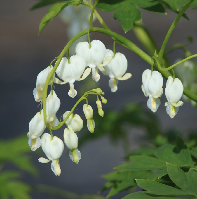4310  Lamprocapnos spectabilis Alba  I  Svenskt namn  :Löjtnantshjärta  I  Krukstorlek   : SQ2  I  Förväntad Höjd  :  80 cm  I  Blomningstid :  maj-juni - 2
