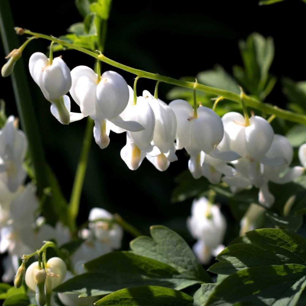 4310  Lamprocapnos spectabilis Alba  I  Svenskt namn  :Löjtnantshjärta  I  Krukstorlek   : SQ2  I  Förväntad Höjd  :  80 cm  I  Blomningstid :  maj-juni - 3