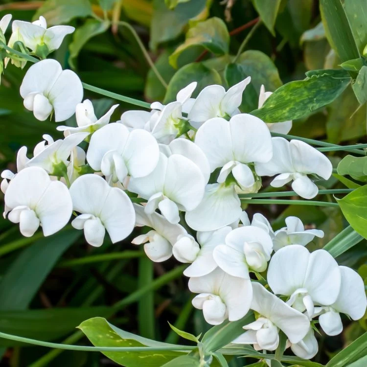 5822  Lathyrus latifolius  White Pearl  I  Svenskt namn  :Rosenvial  I  Krukstorlek   : 11c  I  Förväntad Höjd  :  200 cm  I  Blomningstid :  juli-sept - 3