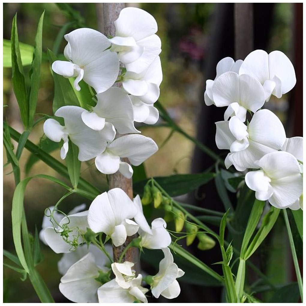 5822  Lathyrus latifolius  White Pearl  I  Svenskt namn  :Rosenvial  I  Krukstorlek   : 11c  I  Förväntad Höjd  :  200 cm  I  Blomningstid :  juli-sept