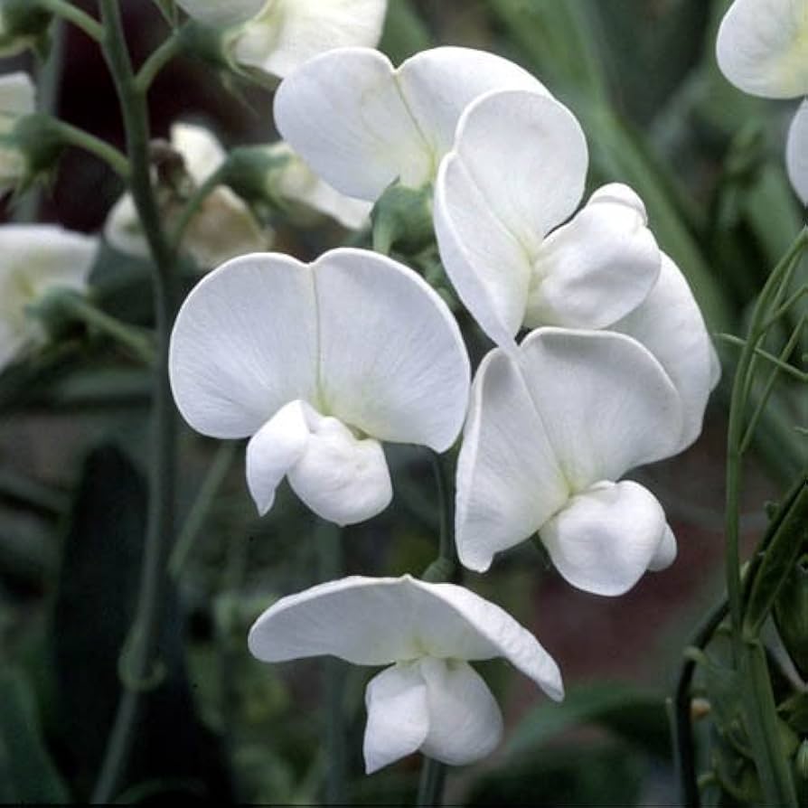 5822  Lathyrus latifolius  White Pearl  I  Svenskt namn  :Rosenvial  I  Krukstorlek   : 11c  I  Förväntad Höjd  :  200 cm  I  Blomningstid :  juli-sept - 2