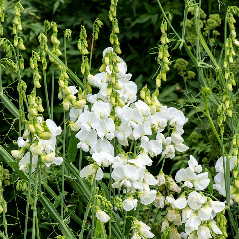 5822  Lathyrus latifolius  White Pearl  I  Svenskt namn  :Rosenvial  I  Krukstorlek   : 11c  I  Förväntad Höjd  :  200 cm  I  Blomningstid :  juli-sept - 4