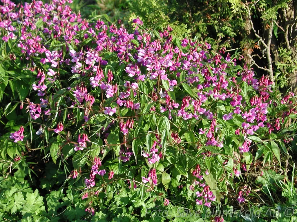5830  Lathyrus vernus  I  Svenskt namn  :Vårärt  I  Krukstorlek   : 11c  I  Förväntad Höjd  :  30 cm  I  Blomningstid :  maj-juni - 3