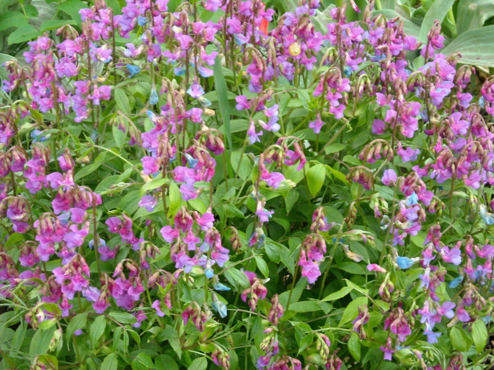 5830  Lathyrus vernus  I  Svenskt namn  :Vårärt  I  Krukstorlek   : 11c  I  Förväntad Höjd  :  30 cm  I  Blomningstid :  maj-juni - 2