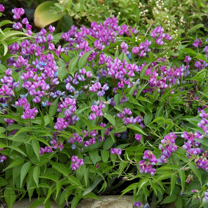 5830  Lathyrus vernus  I  Svenskt namn  :Vårärt  I  Krukstorlek   : 11c  I  Förväntad Höjd  :  30 cm  I  Blomningstid :  maj-juni
