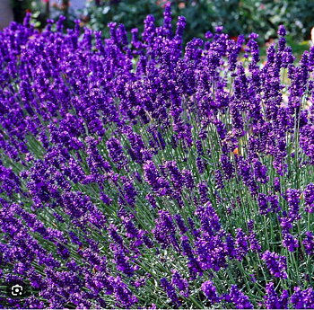 5834  Lavandula angustifolia  Dwarf Blue  I  Svenskt namn  :Lavendel  I  Krukstorlek   : 11c  I  Förväntad Höjd  :  35 cm  I  Blomningstid :  juli-aug