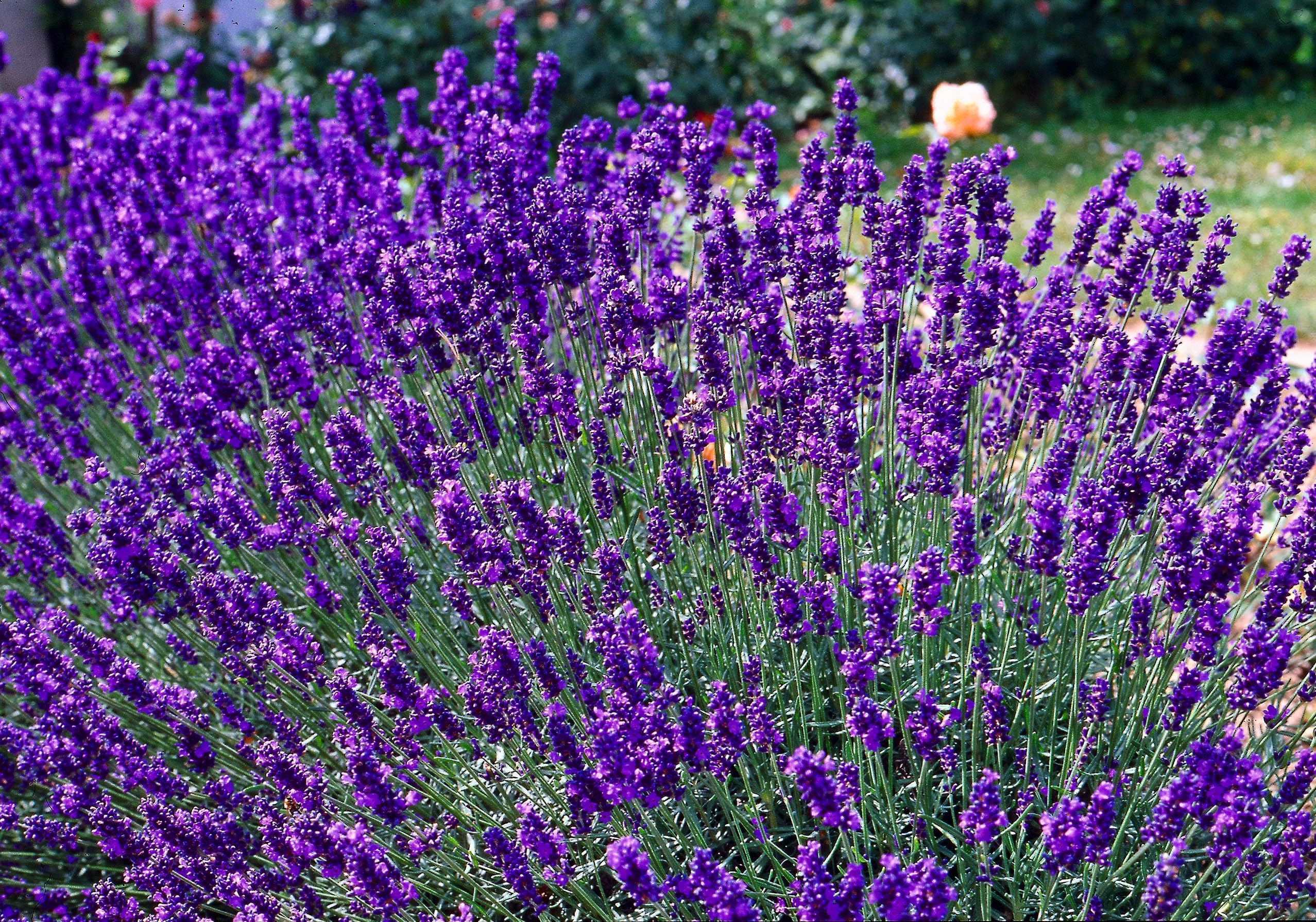5834  Lavandula angustifolia  Dwarf Blue  I  Svenskt namn  :Lavendel  I  Krukstorlek   : 11c  I  Förväntad Höjd  :  35 cm  I  Blomningstid :  juli-aug - 3