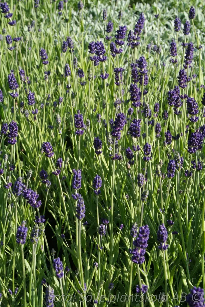 5834  Lavandula angustifolia  Dwarf Blue  I  Svenskt namn  :Lavendel  I  Krukstorlek   : 11c  I  Förväntad Höjd  :  35 cm  I  Blomningstid :  juli-aug - 4