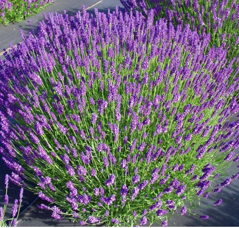 5834  Lavandula angustifolia  Dwarf Blue  I  Svenskt namn  :Lavendel  I  Krukstorlek   : 11c  I  Förväntad Höjd  :  35 cm  I  Blomningstid :  juli-aug - 2