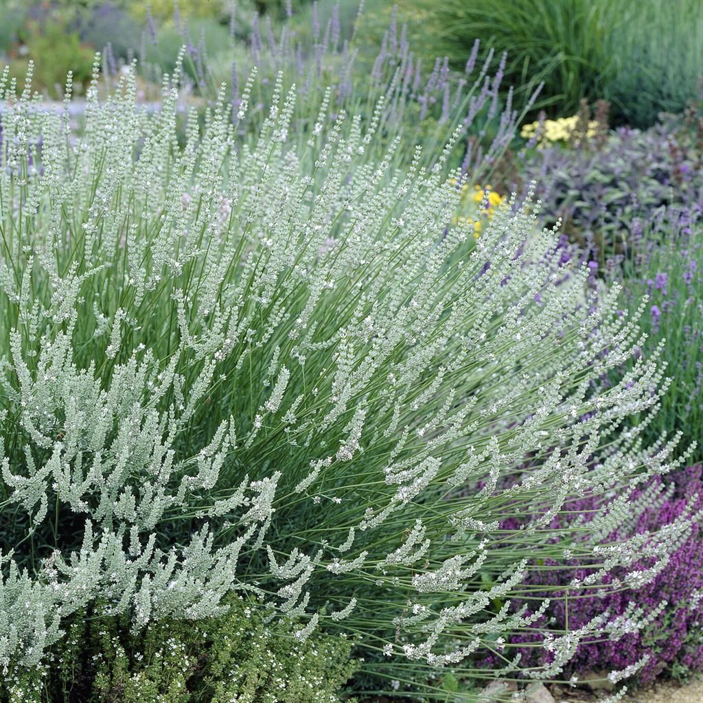 5837  Lavandula angustifolia  Edelweiss  I  Svenskt namn  :Lavendel  I  Krukstorlek   : 11c/P9  I  Förväntad Höjd  :  40 cm  I  Blomningstid :  juli-aug