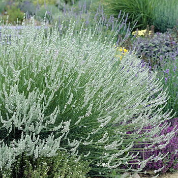 5837  Lavandula angustifolia  Edelweiss  I  Svenskt namn  :Lavendel  I  Krukstorlek   : 11c/P9  I  Förväntad Höjd  :  40 cm  I  Blomningstid :  juli-aug