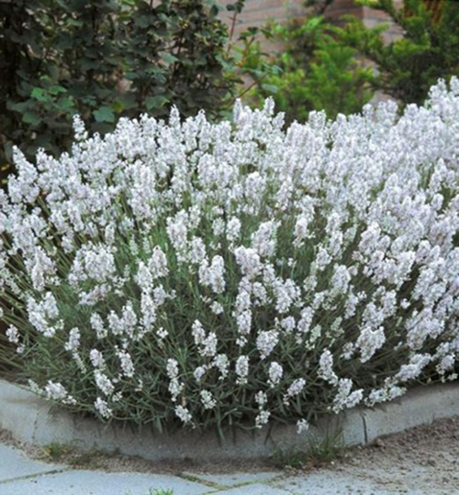 5837  Lavandula angustifolia  Edelweiss  I  Svenskt namn  :Lavendel  I  Krukstorlek   : 11c/P9  I  Förväntad Höjd  :  40 cm  I  Blomningstid :  juli-aug - 2