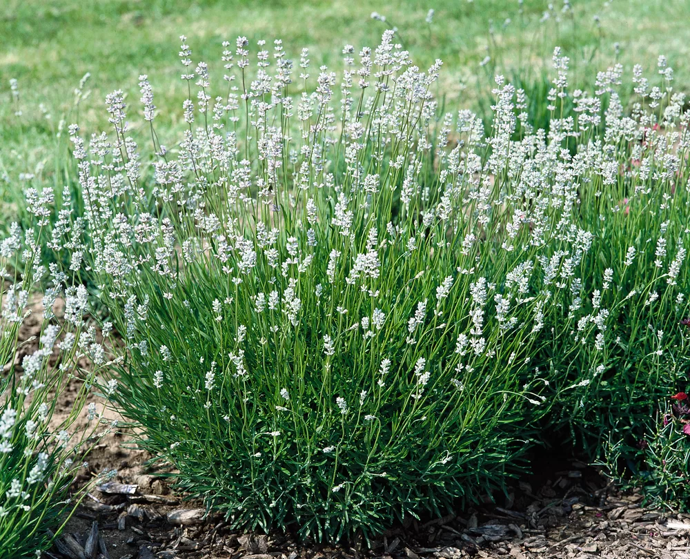 5837  Lavandula angustifolia  Edelweiss  I  Svenskt namn  :Lavendel  I  Krukstorlek   : 11c/P9  I  Förväntad Höjd  :  40 cm  I  Blomningstid :  juli-aug - 3