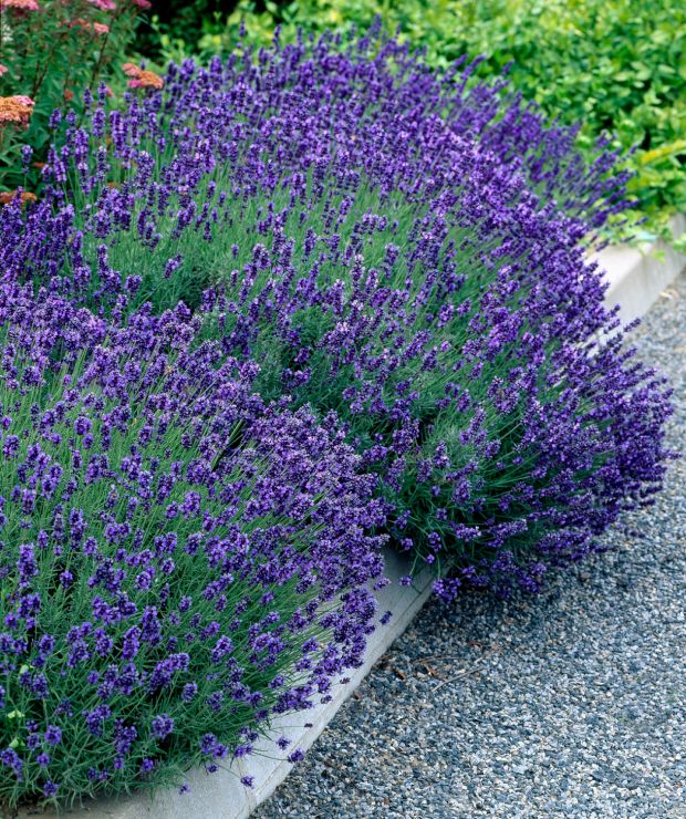 5840  Lavandula angustifolia  Hidcote Blue  I  Svenskt namn  :Lavendel  I  Krukstorlek   : 11c/P9  I  Förväntad Höjd  :  35 cm  I  Blomningstid :  juli-aug - 2