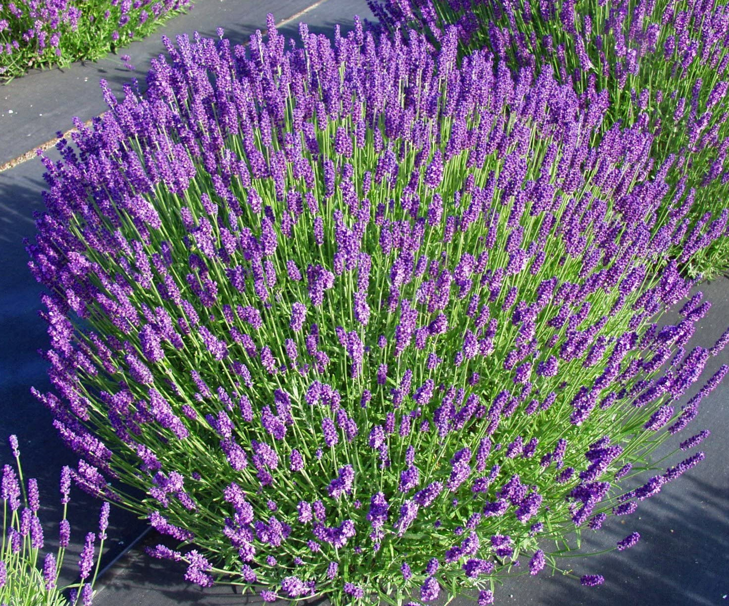 5840  Lavandula angustifolia  Hidcote Blue  I  Svenskt namn  :Lavendel  I  Krukstorlek   : 11c/P9  I  Förväntad Höjd  :  35 cm  I  Blomningstid :  juli-aug - 3
