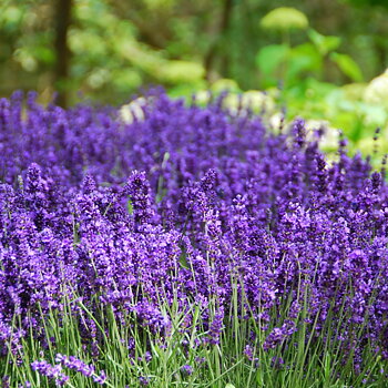 5840  Lavandula angustifolia  Hidcote Blue  I  Svenskt namn  :Lavendel  I  Krukstorlek   : 11c/P9  I  Förväntad Höjd  :  35 cm  I  Blomningstid :  juli-aug