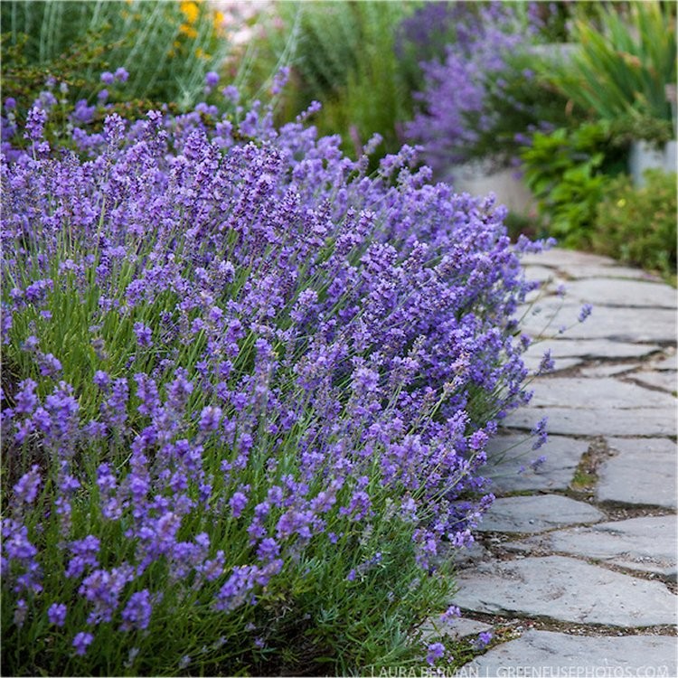 5845  Lavandula angustifolia  Munstead var.  I  Svenskt namn  :Lavendel  I  Krukstorlek   : 11c/P9  I  Förväntad Höjd  :  40 cm  I  Blomningstid :  juli-aug
