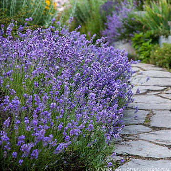 5845  Lavandula angustifolia  Munstead var.  I  Svenskt namn  :Lavendel  I  Krukstorlek   : 11c/P9  I  Förväntad Höjd  :  40 cm  I  Blomningstid :  juli-aug