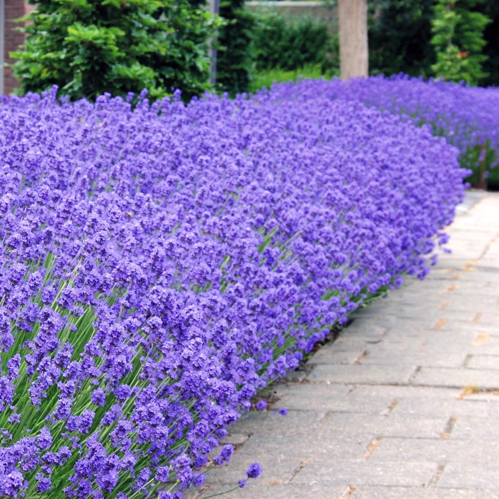 5845  Lavandula angustifolia  Munstead var.  I  Svenskt namn  :Lavendel  I  Krukstorlek   : 11c/P9  I  Förväntad Höjd  :  40 cm  I  Blomningstid :  juli-aug - 2