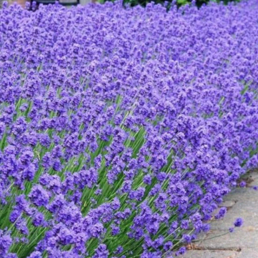 5845  Lavandula angustifolia  Munstead var.  I  Svenskt namn  :Lavendel  I  Krukstorlek   : 11c/P9  I  Förväntad Höjd  :  40 cm  I  Blomningstid :  juli-aug - 3