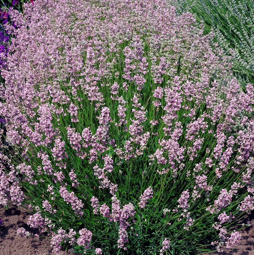 5847  Lavandula angustifolia  Rosea  I  Svenskt namn  :Lavendel  I  Krukstorlek   : 11c/P9  I  Förväntad Höjd  :  35 cm  I  Blomningstid :  juli-aug - 3
