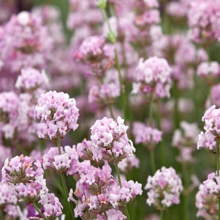5847  Lavandula angustifolia  Rosea  I  Svenskt namn  :Lavendel  I  Krukstorlek   : 11c/P9  I  Förväntad Höjd  :  35 cm  I  Blomningstid :  juli-aug - 2