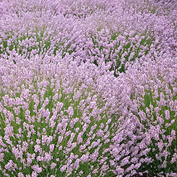 5847  Lavandula angustifolia  Rosea  I  Svenskt namn  :Lavendel  I  Krukstorlek   : 11c/P9  I  Förväntad Höjd  :  35 cm  I  Blomningstid :  juli-aug