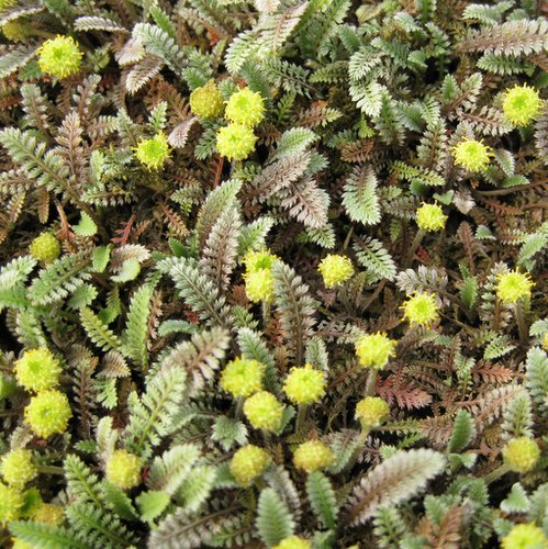 3830  Leptinella pusilla  I  Svenskt namn  :Bronskotula  I  Krukstorlek   : 11c  I  Förväntad Höjd  :  5 cm  I  Blomningstid :  juli-aug