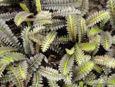 3830  Leptinella pusilla  I  Svenskt namn  :Bronskotula  I  Krukstorlek   : 11c  I  Förväntad Höjd  :  5 cm  I  Blomningstid :  juli-aug - 3