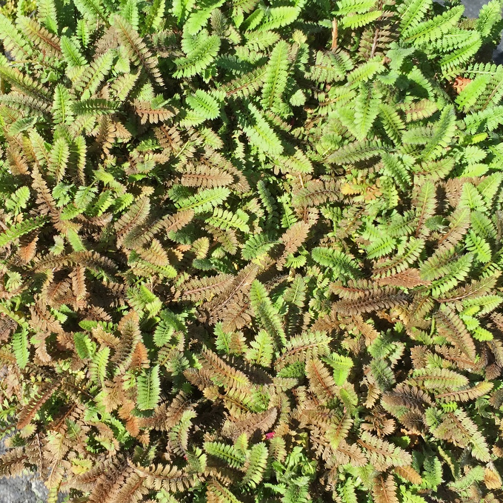 3830  Leptinella pusilla  I  Svenskt namn  :Bronskotula  I  Krukstorlek   : 11c  I  Förväntad Höjd  :  5 cm  I  Blomningstid :  juli-aug - 4