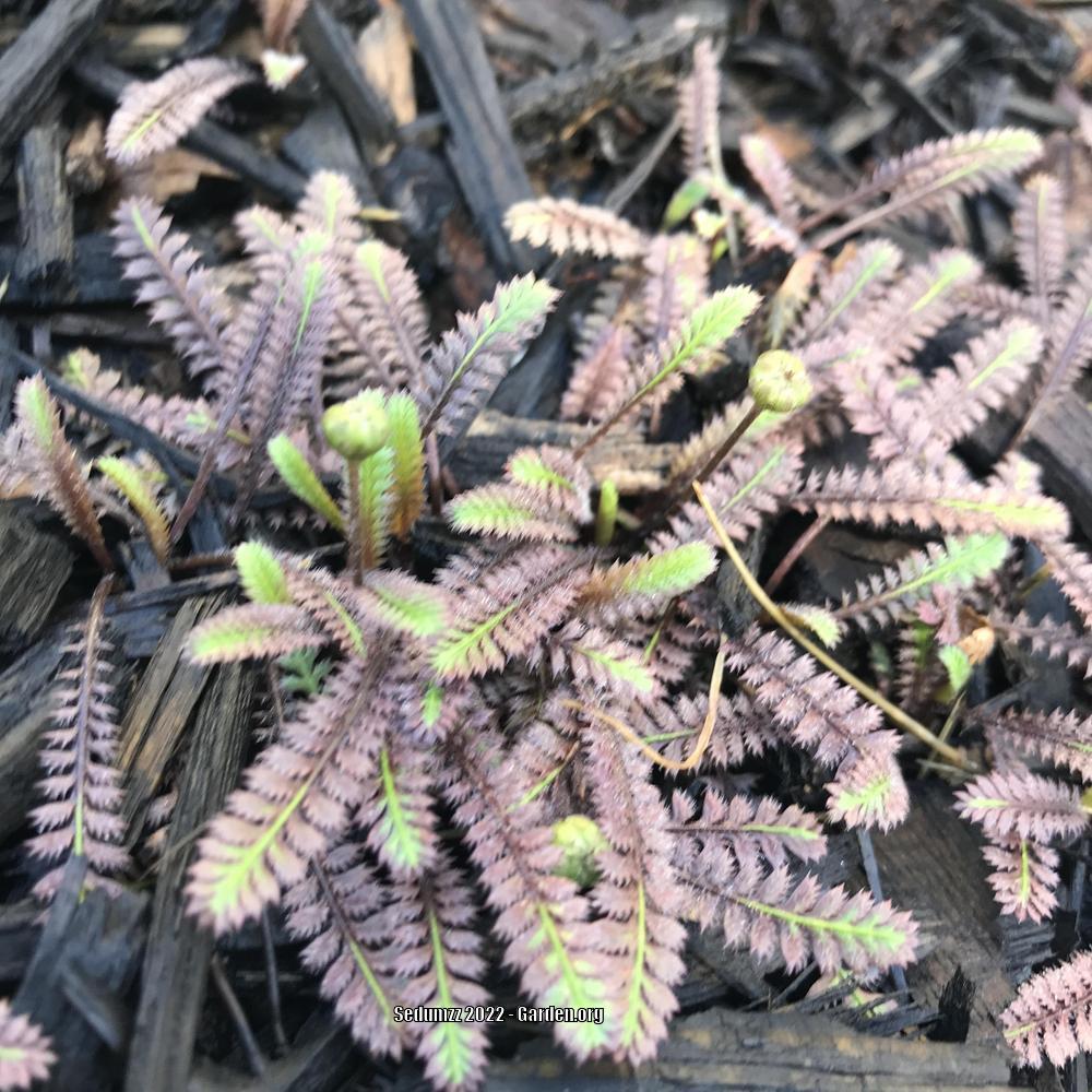 3830  Leptinella pusilla  I  Svenskt namn  :Bronskotula  I  Krukstorlek   : 11c  I  Förväntad Höjd  :  5 cm  I  Blomningstid :  juli-aug - 2