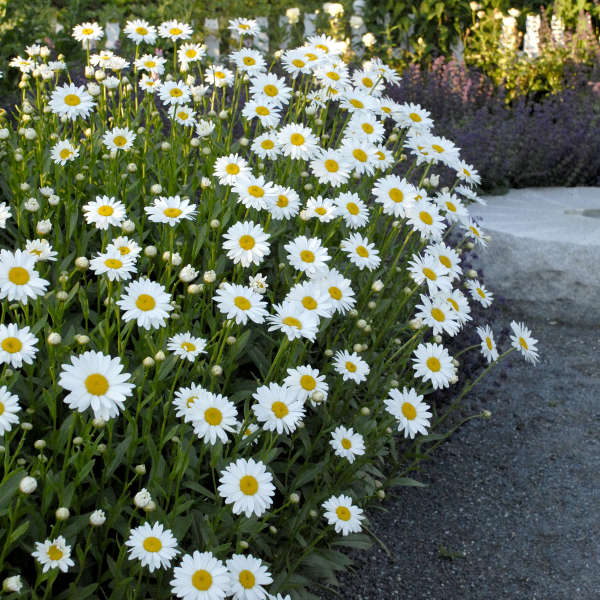 3521  Leucanthemum superbum  Becky  I  Svenskt namn  :Jätteprästkrage  I  Krukstorlek   : 11c  I  Förväntad Höjd  :  60 cm  I  Blomningstid :  juni-aug - 3