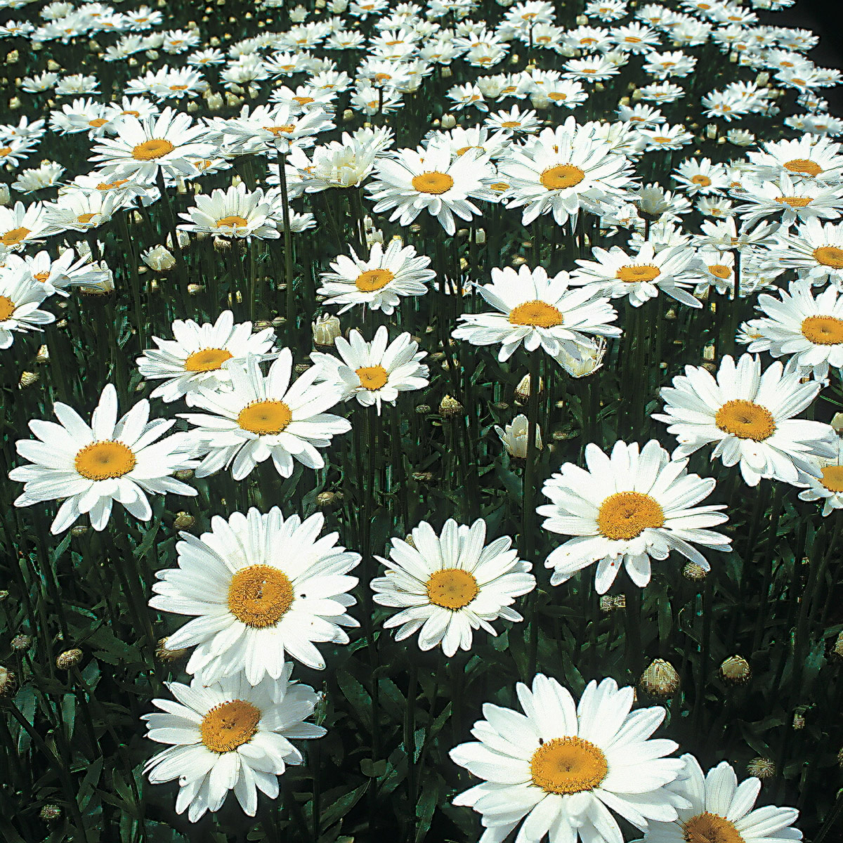 3521  Leucanthemum superbum  Becky  I  Svenskt namn  :Jätteprästkrage  I  Krukstorlek   : 11c  I  Förväntad Höjd  :  60 cm  I  Blomningstid :  juni-aug